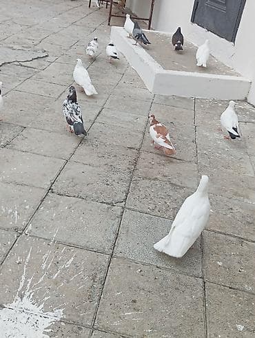 amadin quşu: Tək tək 10 azn hopdum endirim olacaq — 8