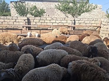 əmlik quzu: Quzu.Super kök erkək quzular.200 baş.Öz həyətimin — 7