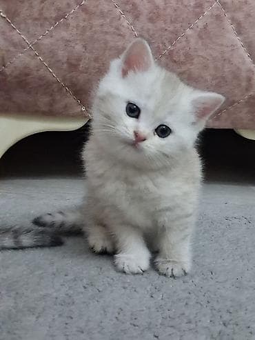 Quşlar: Britan — 6