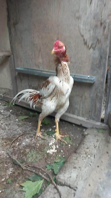 Aseel tipli xoruz 8 aylıqdı təmiz Qandı hələ banlamaxa başlamayıb — 2