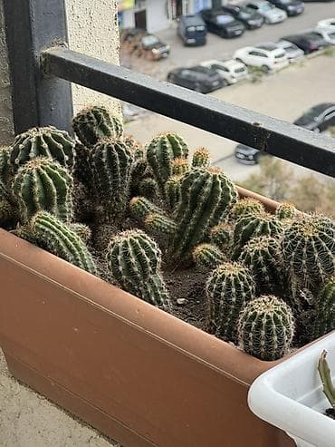 Bitki satışı – Sansevieria (Qaynanadili), sukkulentlər və kaktuslar — 3