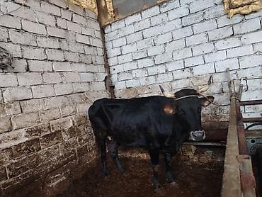 Salam aleykum 1 bala dogub 2 cisini atib dogmuyub cavan ineydi 280 290