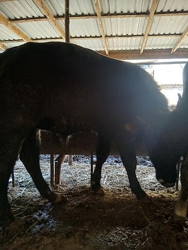 Телята: Super kök erkək danalardı kom satılır real alıcıya endirim oluncaq — 8