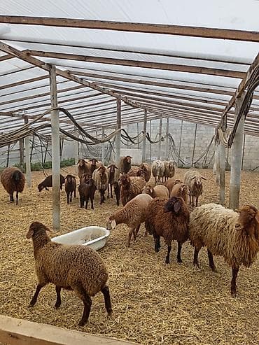 bala qazlar: Dişi, Qala, il: 1, 50 kq, Damazlıq, Ünvandan götürmə — 1