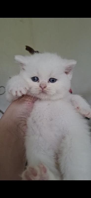 pisik evi: Erkək, Dişi — 6