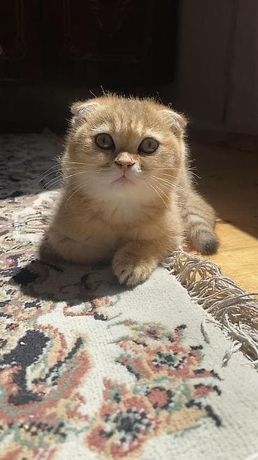 золотая шиншилла баку: Золотая шиншилла, Самка — 2