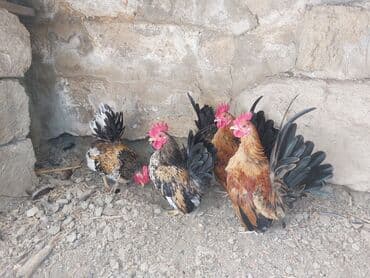 Toyuq, Damazlıq lalafo.az -da Toyuq, Damazlıq