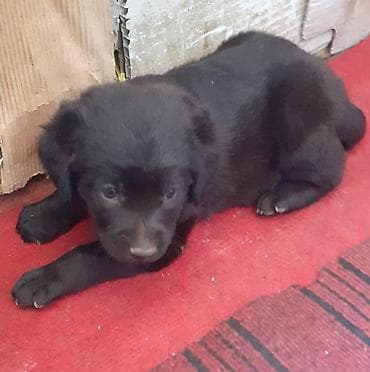 it alanlar: Labrador-retriver, 1 ay, Dişi, Peyvəndli — 9