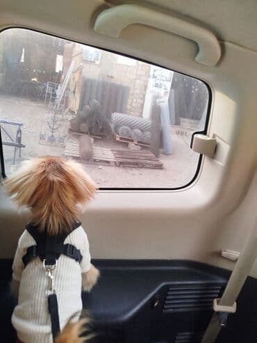 dana qiyməti siyəzən: Pekines — 5