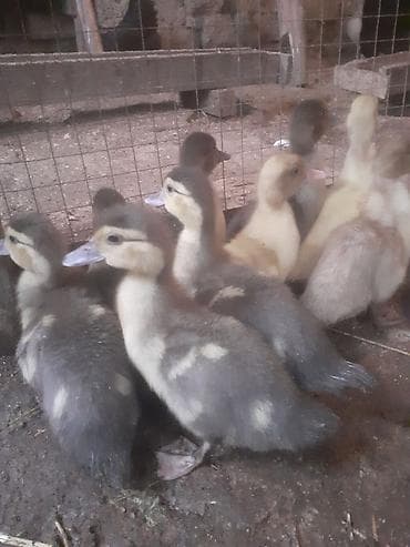 qurdbasar balası: Erkək, | Macar, Damazlıq, Ünvandan götürmə — 8