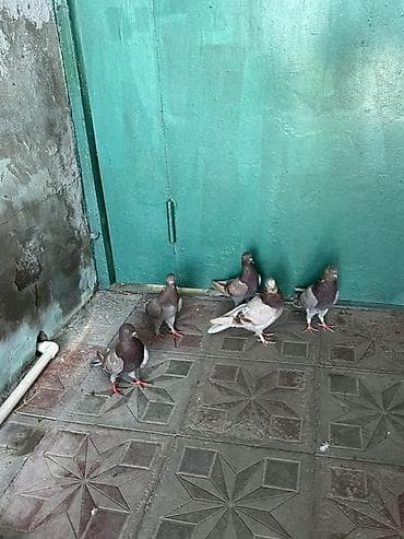 Kom 10 manatdan temz morlardi at lalafo.az Kom 10 manatdan temz morlardi