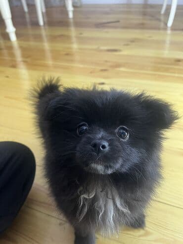 1 aylık doberman: Pekines, 2 ay, Dişi, Peyvəndli, Ünvandan götürmə — 3