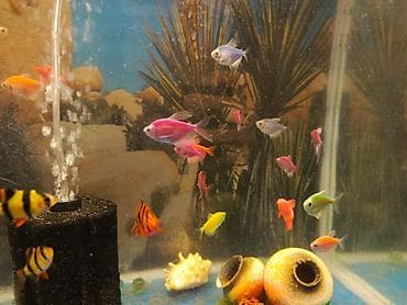 Gəmiricilər: Sülhsevər — 5