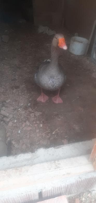 kend colpası: Qaz – boz rəngli, super akdiv erkəydi dişi qazla dəyişirəm — 3