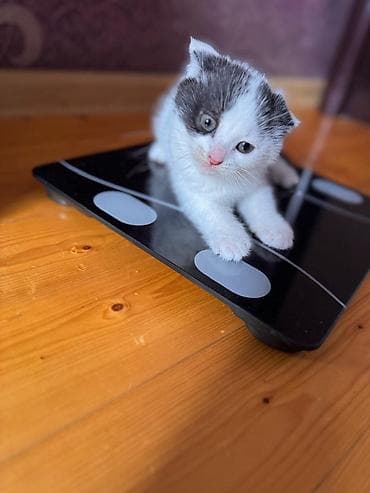 van pişik: Britan — 8