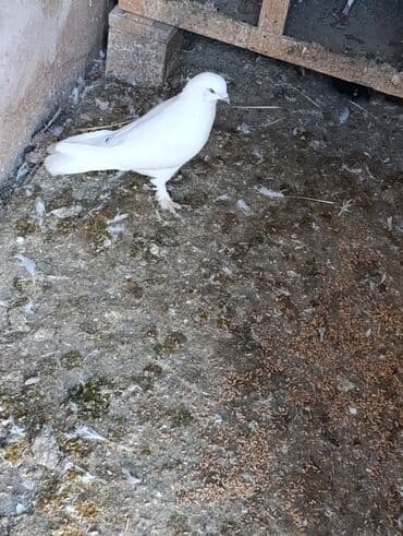 Gəmiricilər: 3 dene quşdu qiymət birinə ayıdi qusdar goz qabaqinda saglam qusdardi — 5