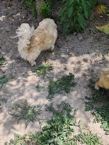 alman kurdu iti: Pekines, Ünvandan götürmə — 5