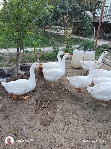 doyusken xoruzlar: Təsərrüfat quşları satılır – bir neçə növ - Ağ yumurtaçı toyuq: iri — 2