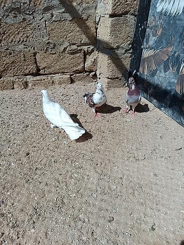 göyərçin satılır: Quşlar hamısı bir yerdə satılır. Tam sağlam normal uçan quşlardı — 6