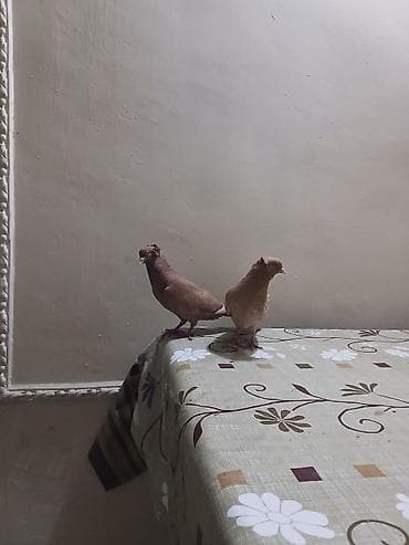 Göyərçinlər: Sarılar.erkey eriy sarıdi temizdi agi yoxdu ama mayada 1 2 dene tuk — 4