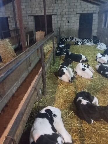 tap az sudluk inəklər: Satış: Qara-ağ ləkəli buzovlar (Holştayn tipli) - Şəkillərdə görünən — 2