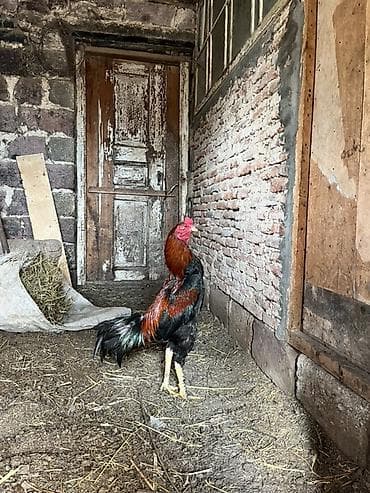 Yemlər: 10 aylıx çolpadı qara mamzdı probu var real alcı narahat eləsin — 3