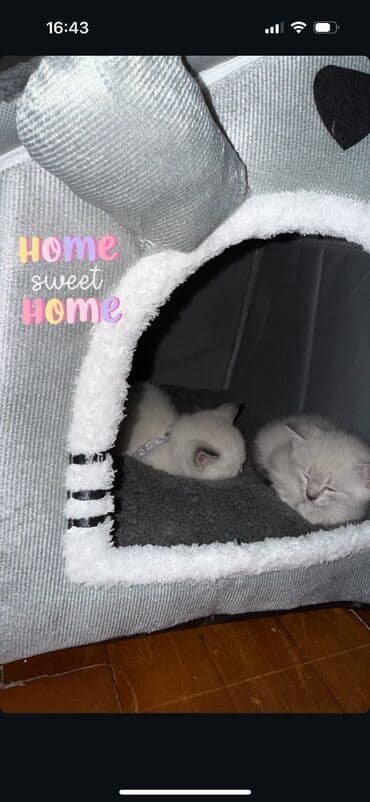 pişik dişi: Siam, Dişi — 2