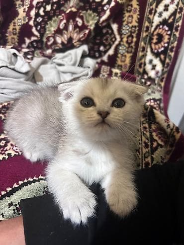 etibarli əllərə: Britan, Erkək, Yaxşı əllərə, Ödənişli çatdırılma — 1
