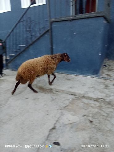 dovsan sekilleri cekmek: Damazlıq Erkey togulu satılır istəyən olsa yazsın video sun atım baxın — 4