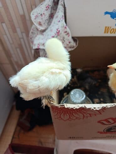 simmental ineklerin satisi: Toyuq cücələri, Ətlik — 2