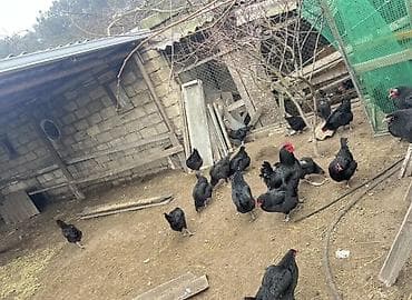 Hinduşkalar: Erkək, Damazlıq, Ödənişli çatdırılma — 3