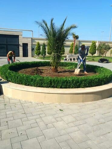 lipa ağacı: Dekarativ agaclarin satisi qazon torpaq torf diger gubrelerin satisi — 3