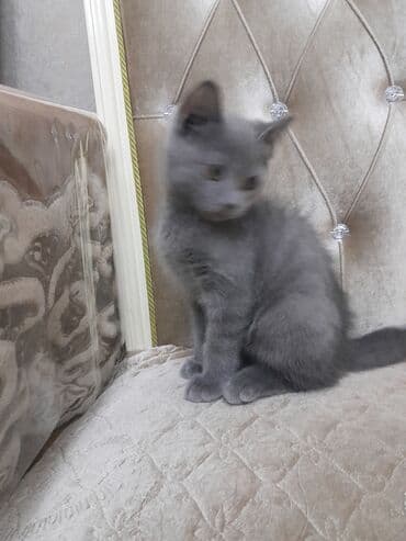 pişiyə verilən adlar: Şotland, Dişi, Yaxşı əllərə, Ünvandan götürmə — 3