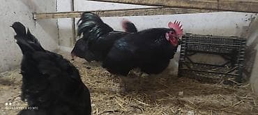 xarkov sortu toyuq: Toyuq, Australorp, Yumurtalıq, Rayonlara çatdırılma — 2