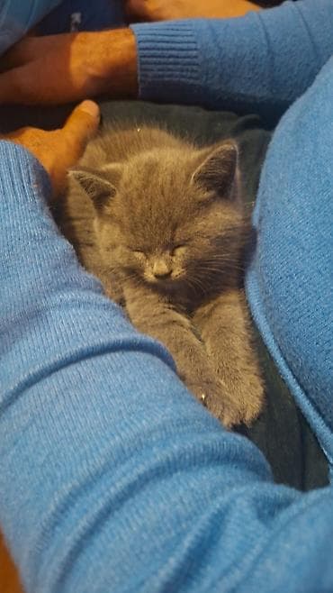 inək necə aya doğur: Britan, Erkək, Dişi, Yaxşı əllərə, Ödənişli çatdırılma — 3