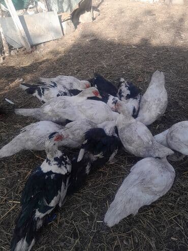 bildircin az: Məhsul: Muskoviy (hind) ördəkləri – müxtəlif rəng çeşidləri Təsvir: - — 7