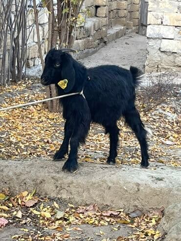 inek alım satım: Hələb çəpişi dişidir 5 aylığ Qara — 2