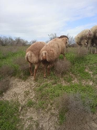 Salam.3 baş erkək 3 dişi olmaqla 6 baş quzu satılır.diri çəkisi 10 lalafo.az -da Salam.3 baş erkək 3 dişi olmaqla 6 baş quzu satılır.diri çəkisi 10