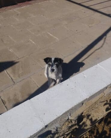 it şəkilləri: Пудель, 3 месяца, Самец, С прививками, Платная доставка — 2