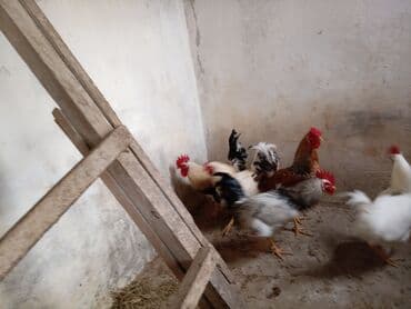 Toyuq, Damazlıq lalafo.az -da — 4 Toyuq, Damazlıq — 4