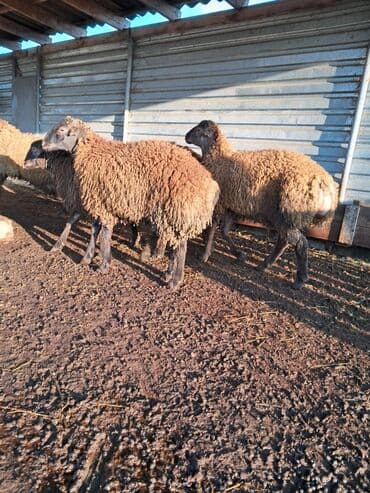 qoç əti: Satılırlar ətlik quzular diri çəkisi 9 manatdan əlaqə üçün bu nömrəyə — 1