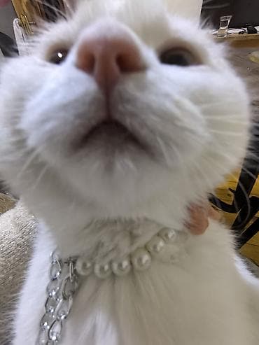 heyvan sekilleri: Scotish fold 250man.a alinib 8ayliqdir bütün esyalariyla birgə — 3