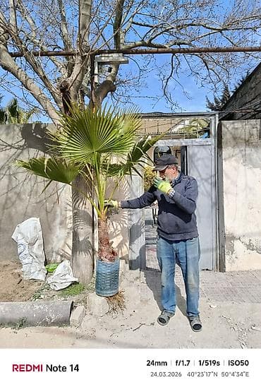 xurma qiyməti: Məhsul: Xurma və palma dekorativ bitkiləri (qablarda) qiymətin — 9