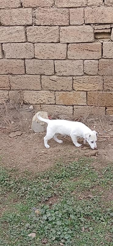 pulsuz heyvan: 3 ay, Dişi — 2