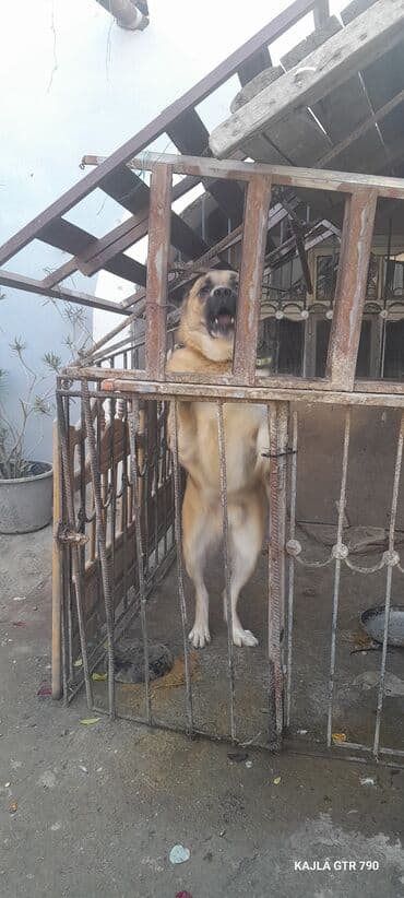 qizil baliq qiymeti: Qurdbasar — 3