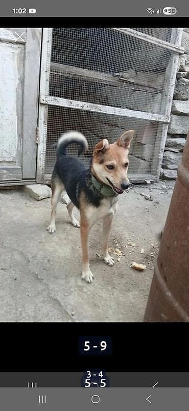 Zvonok, 2 ay, Dişi, Peyvəndli lalafo.az -da Zvonok, 2 ay, Dişi, Peyvəndli