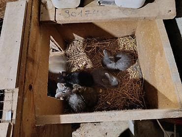 dovsan balasina ne deyilir: Ev şəraitində bəslənən yerli cins dovşan balaları - Rəng çeşidi: boz — 2