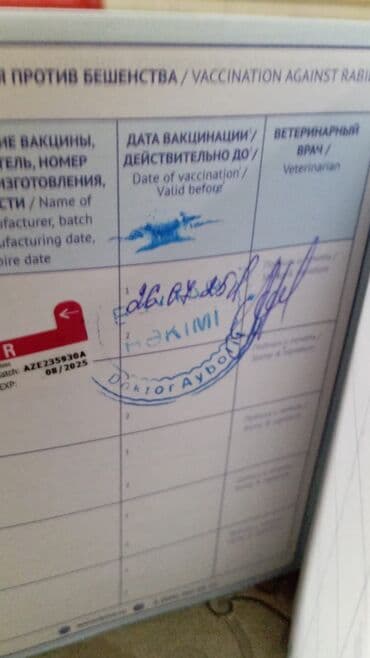 it qiz sekilleri: Doberman, Dişi, Peyvəndli — 5