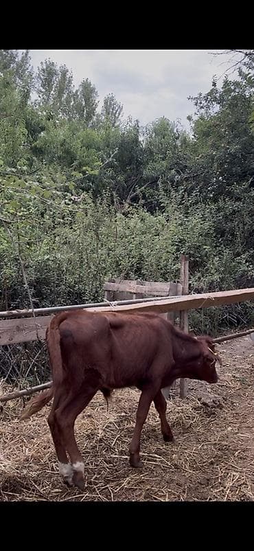 cins piwikler: 🐂 3–5 AYLIQ ERKƏK DANALAR SATILIR! 📌 28 baş erkək dana mövcuddur. 📌 — 10