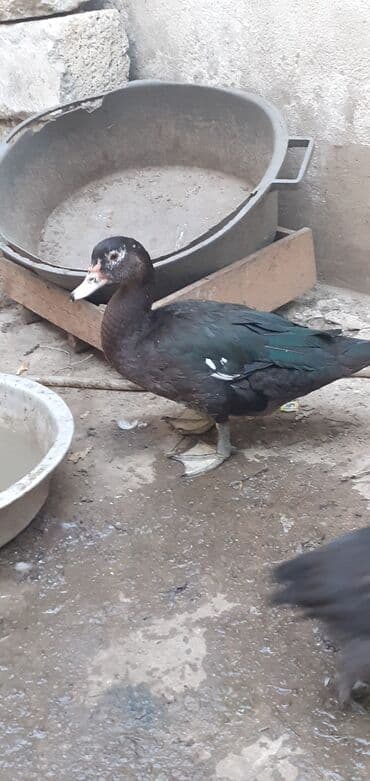 Gəmiricilər: Diri ceki erkey ordek satilir 2 dene diri 11 manatdan cidi insanlar — 2